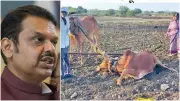 Latur Farmer Gets Sick Bull as Compensation, Faces Treatment Costs