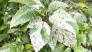 Leaves Turning Chalky White: Causes and Fixes for Gardeners