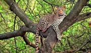 Leopard attacks woman grazing goats in Rajasthan's Pratapgarh district