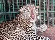 Leopard Captured in Koppal After Days of Panic, Shifted to Zoo