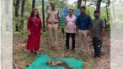 Leopard cub dies despite medical care in Karnataka's Sagar anti-poaching camp