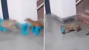 Leopard Enters IIT Bombay Campus, Kills Stray Dog; Video Goes Viral