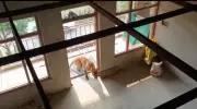 Leopard Enters Kanda Village House, Rests for 2 Hours Without Attacking Inmates