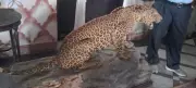 Leopardess Rescued After Injuring Three in Hassan Village