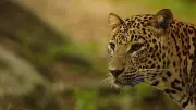 Leopardess Rescued from Toilet in Karnataka's Tarikere