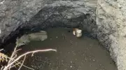 Lioness and Dog Fall into Well in Amreli, Rescued After 5 Hours