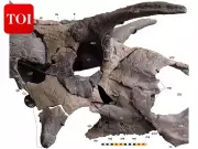 Lokiceratops: New Dinosaur Species with Asymmetrical Horns Discovered in Montana