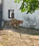 Ludhiana Tiger Safari Regains Popularity with New Tigers Badal and Bijli