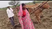 Maharashtra CM Fadnavis Orders Bull Purchase for Farmer Whose Wife Ploughed Field