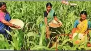 Maharashtra Forms 3 Panels to Oversee Farm Loan Waiver Scheme Implementation