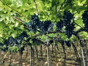 Maharashtra Minister Orders Probe into Rainfall Data Discrepancy Denying Grape Farmers Insurance