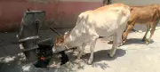Maharashtra starts in-house goatpox vaccine production to fight lumpy skin disease in cattle