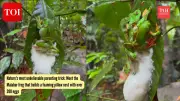 Malabar Gliding Frog: Forest Phantom with Foam Nest Parenting