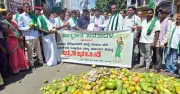 Mango Growers Dump Fruit on Roads in Kolar, Demand MSP Amid Price Crash