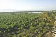 Mangrove Cell Reports 3 Illegal Structures in Mumbai Buffer Zone