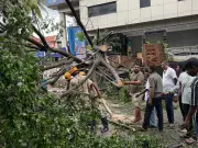 Massive Tree Falls Near Ramakrishna Mutt in Bengaluru, Bus Shelter Crushed