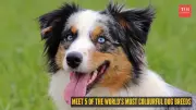 Meet 5 of the World's Most Colourful Dog Breeds