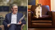 Meet Larry the Cat, UK's Longest-Serving Downing Street Resident