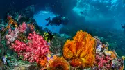 Melting Arctic Icebergs Create New Deep-Sea Habitats for Marine Life