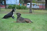 Microchipping Helps Track Pet Abandonment in Chennai