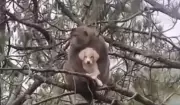 Monkey Carries Puppy 20 Feet Up Tree in Himachal's Mandi, Gently Returns Unharmed