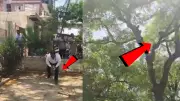 Monkey Snatches Bag with ₹2 Lakh in UP Court, Creates Cash Rain