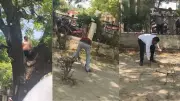 Monkey Steals Cash Bag, Creates Money Rain in Viral Video