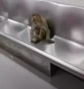 Monkey Takes Delhi Metro Ride, Sparks Amusement and Security Concerns