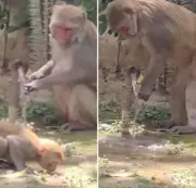 Monkey Turns Off Tap After Drinking Water, Uttarakhand Police Shares Video