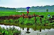 Monsoon Advances in South Konkan, Brings Rain Relief to Coastal Maharashtra