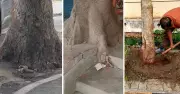 Mysuru Trees Still Trapped in Concrete a Year After Government Order
