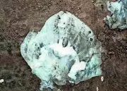 Nagore Beach Jellyfish Surge Prompts Safety Measures in Nagapattinam