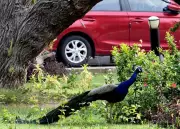 National Zoological Park Launches Sunday Bird Walk for Birdwatchers