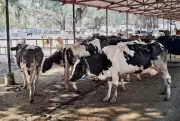 NDRI develops geothermal system to regulate animal shed temperature