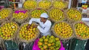 Nepal Government Restricts Mango Imports from India Over Pesticide Concerns