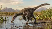 New Dinosaur Species May Have Fished Like a Heron in Patagonia