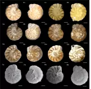New Foraminifera Species Discovered in Indian Estuaries by ARI Pune