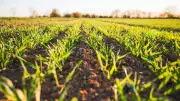 New Method Reveals Hidden Phosphorus in Soil Microbes for Better Farming