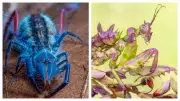 New Species Discovered in Angola's Remote Lisima Plateau