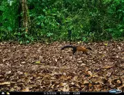 New Yellow-Throated Marten Species Spotted at Kaziranga National Park