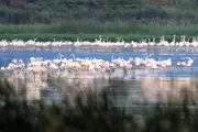 NGO Seeks Cancellation of Housing Project Approvals in Chennai Wetland