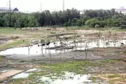 NGT Issues Notices to Centre, UP Govt Over Sai Upwan City Forest Damage