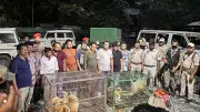 Nine Arrested for Smuggling Endangered Golden Langurs in Assam