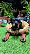 Nine-Year-Old Boy Attacked by Rottweiler in Ahmedabad's Bodakdev Area