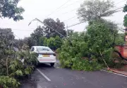 Nor’wester Lashes Bhubaneswar, Uproots Trees and Disrupts Power