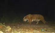 NTCA Flags Staff Shortage, Village Relocation Gaps Ahead of Tiger Reintroduction in Buxa