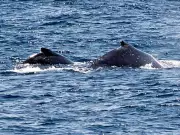 Older Male Humpbacks Control Breeding in South Pacific After Whaling