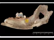 Oldest Dog DNA Reveals 16,000-Year-Old Human-Canine Bond in Turkey
