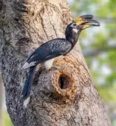 Oriental Pied Hornbill Feeds Two Grey Hornbill Nests in Delhi