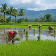 Paddy Cultivation in Kodagu Declines as Farmers Shift to Cash Crops
